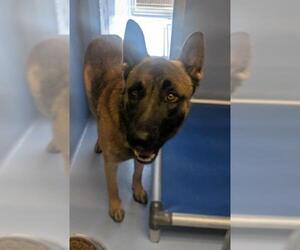 German Shepherd Dog-Unknown Mix Dogs for adoption in Downey, CA, USA