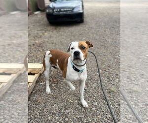Bullboxer Pit Dogs for adoption in Benton, PA, USA