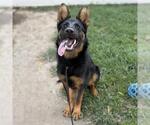 Small German Shepherd Dog Mix
