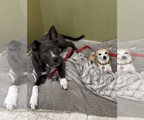 Medium Photo #3 American Pit Bull Terrier-Unknown Mix Puppy For Sale in La Verne, CA, USA