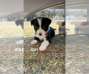 Border-Aussie Puppy for sale in ADA, OK, USA