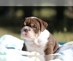 Small Photo #11 Bulldog Puppy For Sale in MONUMENT, CO, USA
