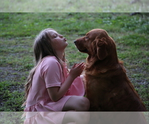 Father of the Golden Retriever puppies born on 05/18/2025