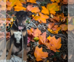 Small #4 Beauceron Mix