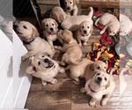 Small Photo #7 Golden Retriever Puppy For Sale in CARLTON, GA, USA
