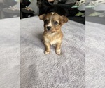 Small #2 Chihuahua