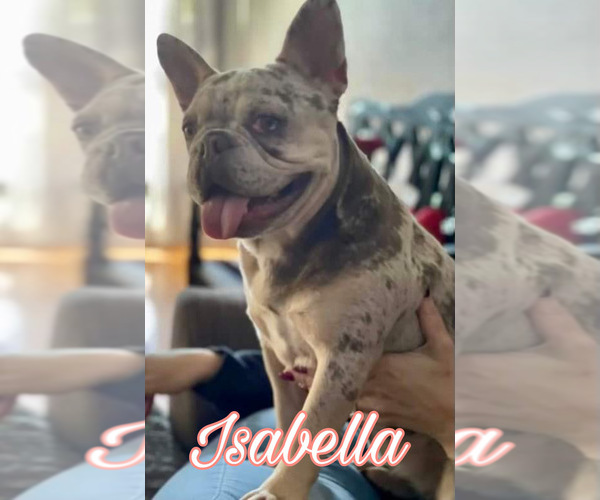 Medium Photo #1 French Bulldog Puppy For Sale in TUCSON, AZ, USA