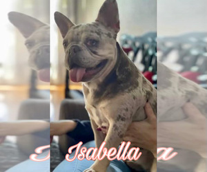 Mother of the French Bulldog puppies born on 10/17/2025