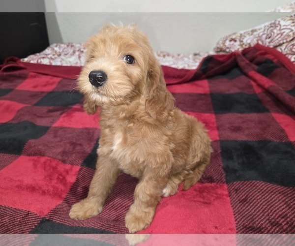 Medium Photo #5 Goldendoodle Puppy For Sale in DUBLIN, TX, USA