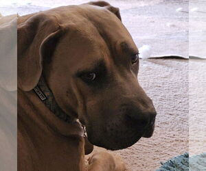 Mastiff-Unknown Mix Dogs for adoption in Chandler, AZ, USA