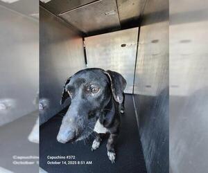 Dachshund Dogs for adoption in San Antonio, TX, USA