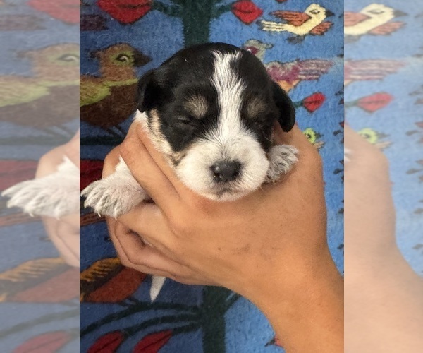 Medium Photo #1 Pembroke Welsh Corgi-Poodle (Miniature) Mix Puppy For Sale in LONGMONT, CO, USA