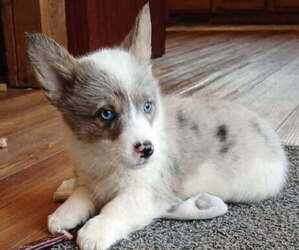 Pembroke Welsh Corgi Puppy for sale in MILTON, WI, USA