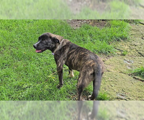 Medium Photo #3 Mutt Puppy For Sale in Plainfield, IL, USA