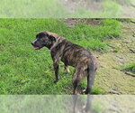 Small #2 Mutt