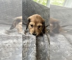 Small #15 Dachshund