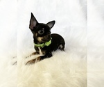 Small #2 Chihuahua