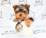 Small Photo #22 Yorkshire Terrier Puppy For Sale in LAS VEGAS, NV, USA