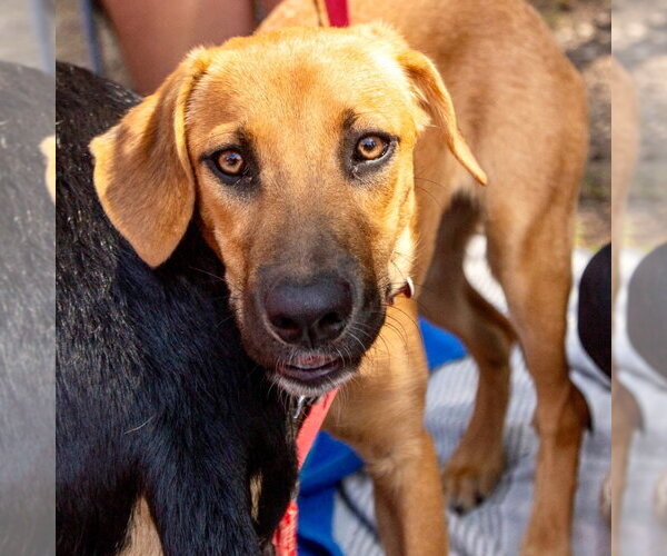 Medium Photo #3 Mutt Puppy For Sale in Canton, CT, USA