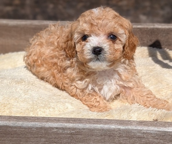 Medium Photo #11 Cavapoo (Miniature) Puppy For Sale in GOSHEN, IN, USA