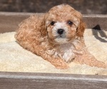 Small Photo #37 Cavapoo (Miniature) Puppy For Sale in GOSHEN, IN, USA