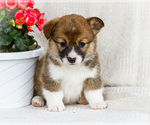 Small Photo #4 Pembroke Welsh Corgi Puppy For Sale in WAKARUSA, IN, USA