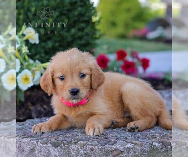 Medium Photo #3 Golden Retriever Puppy For Sale in LITITZ, PA, USA