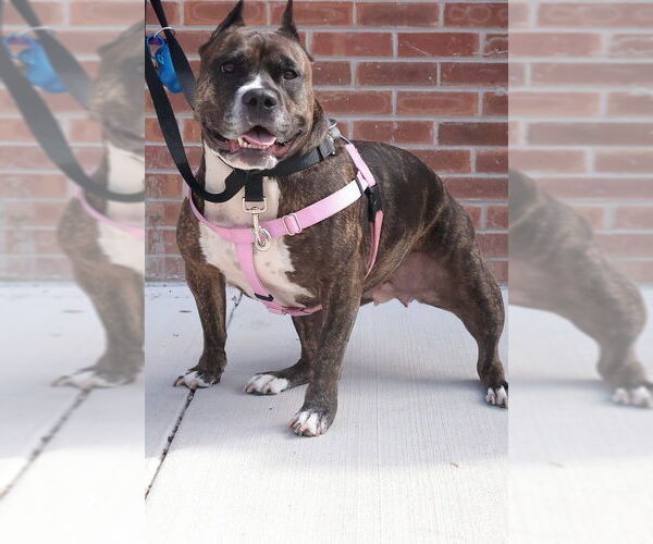 Medium Photo #14 Mutt Puppy For Sale in Philadelphia, PA, USA