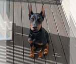 Small Photo #43 Doberman Pinscher Puppy For Sale in FORT LAUDERDALE, FL, USA