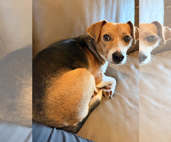 Medium Photo #5 Beagle Puppy For Sale in Tampa, FL, USA