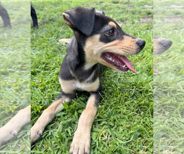 Medium Photo #2 Mutt Puppy For Sale in Corona, CA, USA