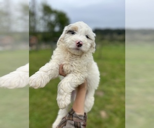 Miniature Bernedoodle Dog for Adoption in OLYMPIA, Washington USA