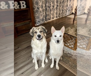 German Shepherd Dog-Great Pyrenees Mix Puppy for sale in COLUMBUS, OH, USA