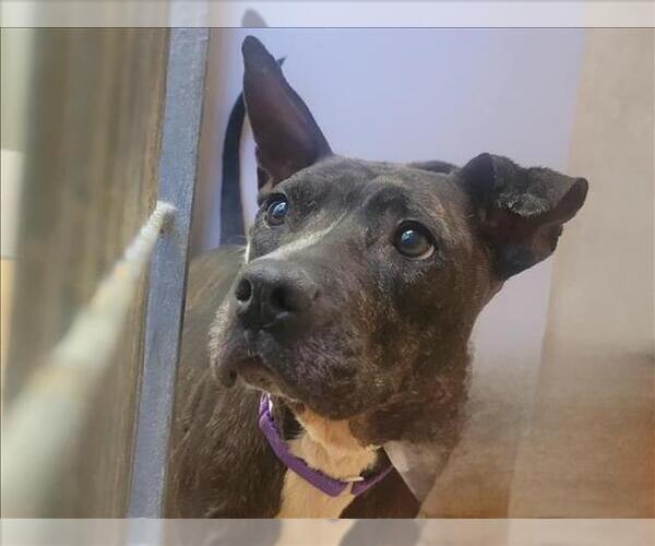 Medium Photo #2 American Pit Bull Terrier-Unknown Mix Puppy For Sale in Martinez, CA, USA