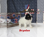 Small #6 Poodle (Toy)