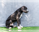 Small #4 Great Dane