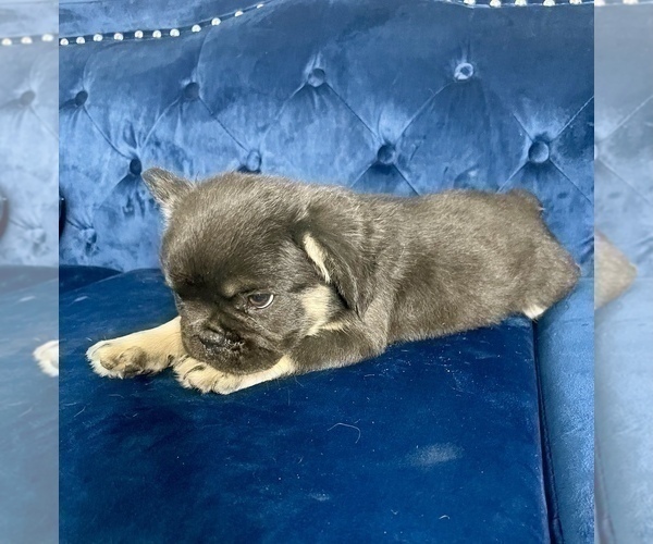 Medium Photo #33 French Bulldog Puppy For Sale in NORTHBROOK, IL, USA