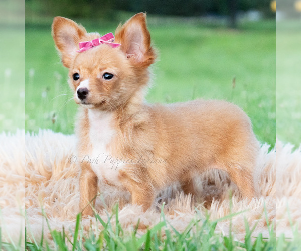 Medium Photo #7 Chihuahua Puppy For Sale in WARSAW, IN, USA