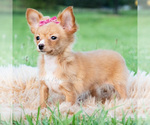 Small #6 Chihuahua
