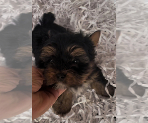 Yorkshire Terrier Puppy for sale in AZLE, TX, USA