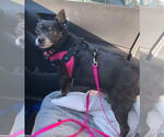 Small #11 Chihuahua