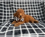 Small #2 Goldendoodle (Miniature)