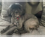 Small #2 Shih Tzu Mix