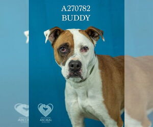 BUDDY - Male Mutt Dog for Adoption - Photo #2
