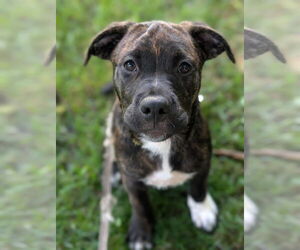 Rottweiler-American Pit Bull Terrier Dogs for adoption in Monterey, VA, USA