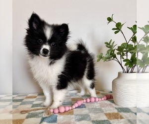 Pomeranian Puppy for Sale in INDIANAPOLIS, Indiana USA
