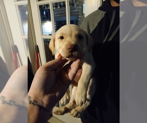 Labrador Retriever Puppy for sale in CHESTERFIELD, MO, USA
