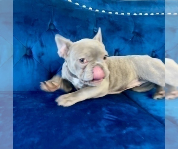 Medium Photo #7 French Bulldog Puppy For Sale in AGOURA HILLS, CA, USA