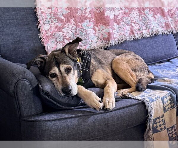 Medium Photo #3 Gerberian Shepsky Puppy For Sale in Pasadena, CA, USA
