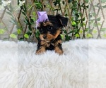 Violet - Female Yorkshire Terrier Puppy for Sale - Photo #6